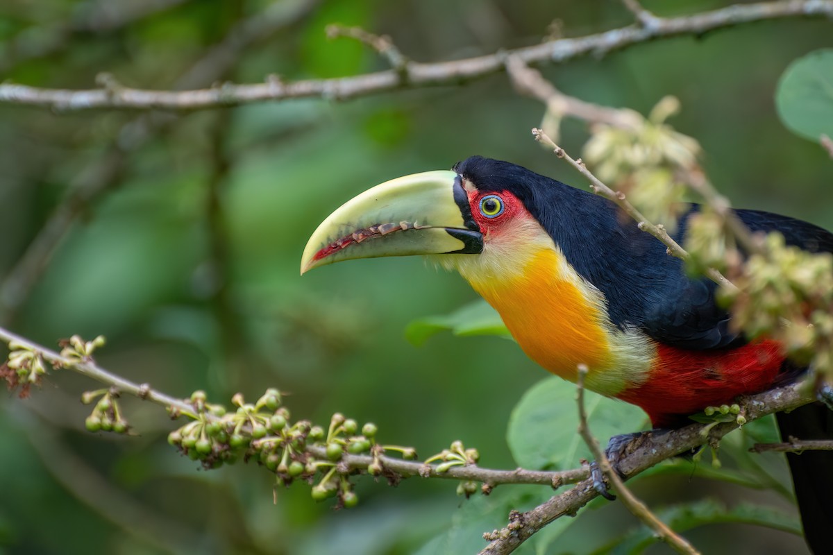 Red-breasted Toucan - ML538776901