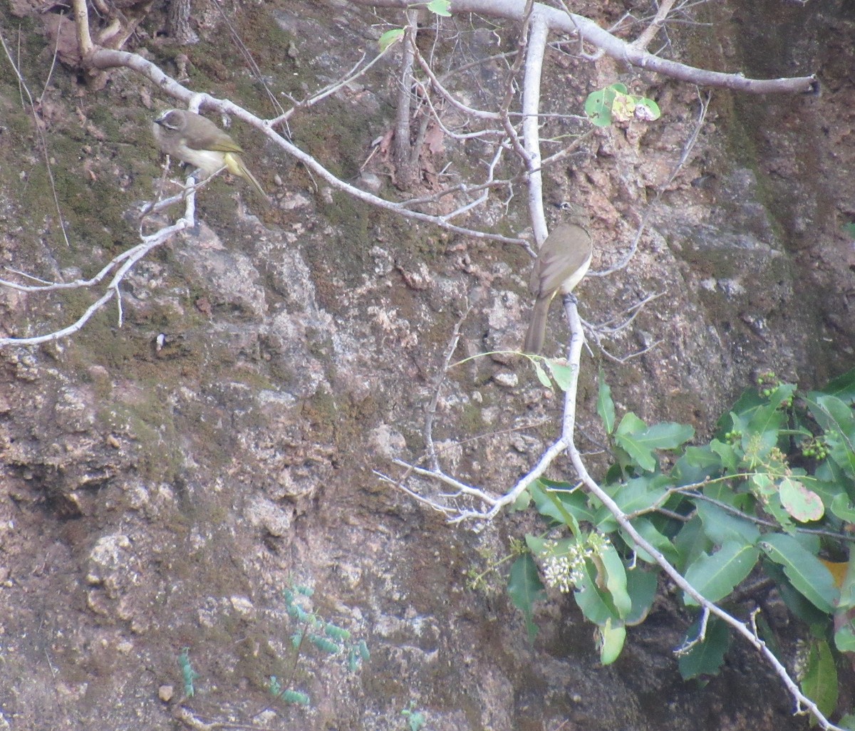 White-browed Bulbul - ML53877691