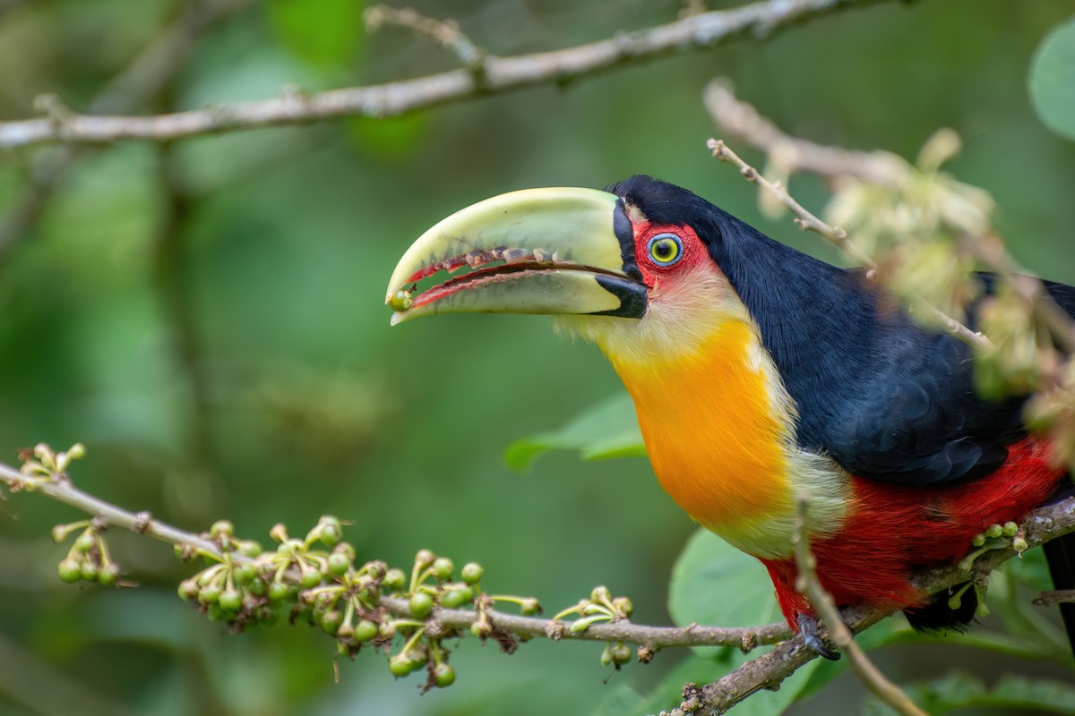 Red-breasted Toucan - ML538776911