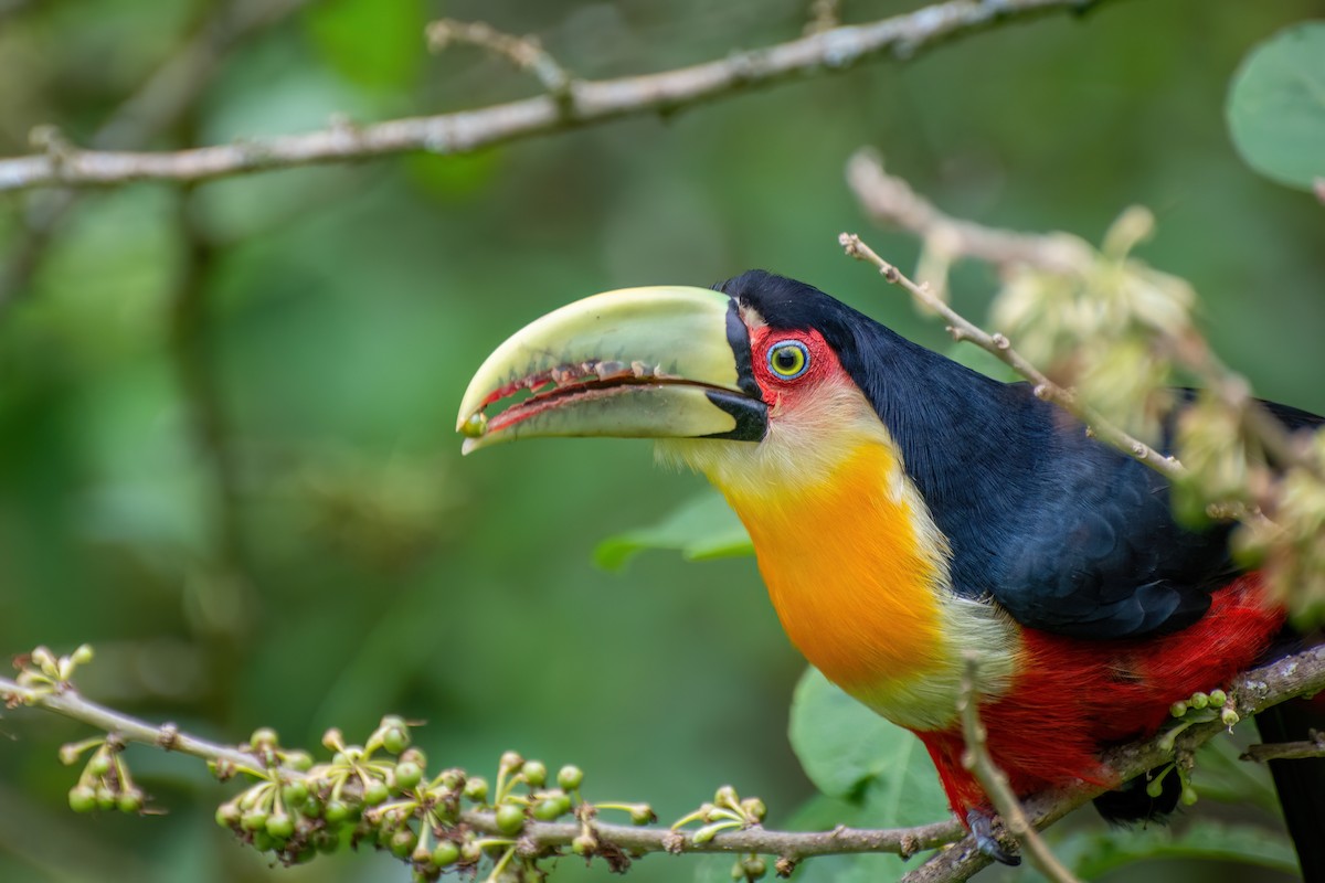 Red-breasted Toucan - ML538776931