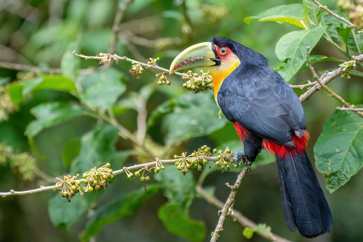 Red-breasted Toucan - ML538776941