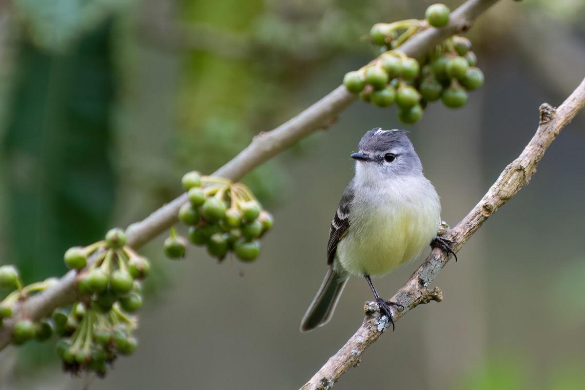 White-crested Tyrannulet (Sulphur-bellied) - ML538777481