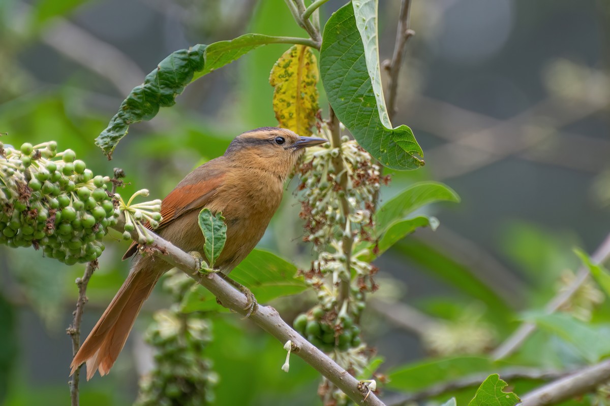 Buff-fronted Foliage-gleaner - ML538777501