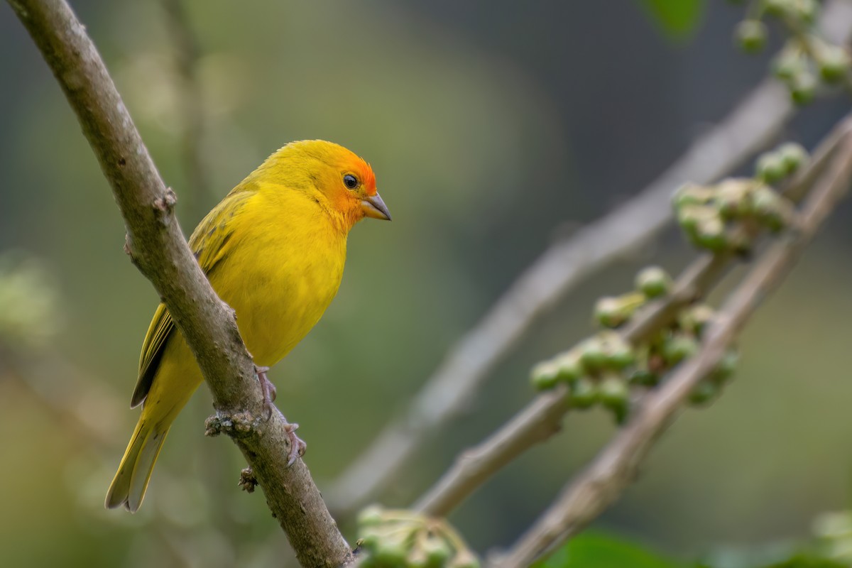 Saffron Finch - ML538777531