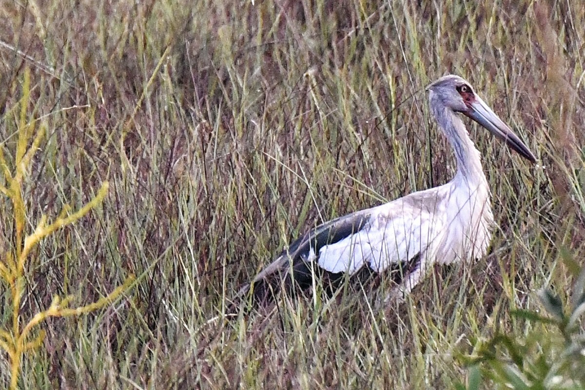 Maguari Stork - ML538777731