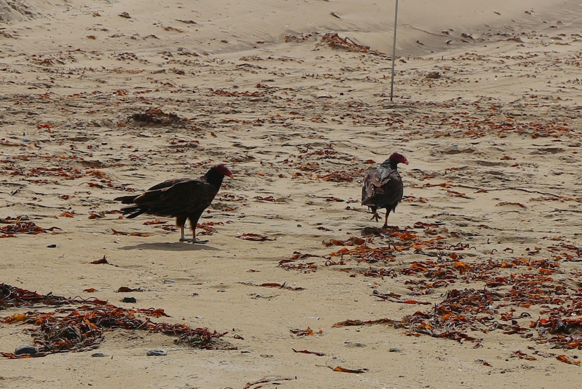 Turkey Vulture - ML538777831