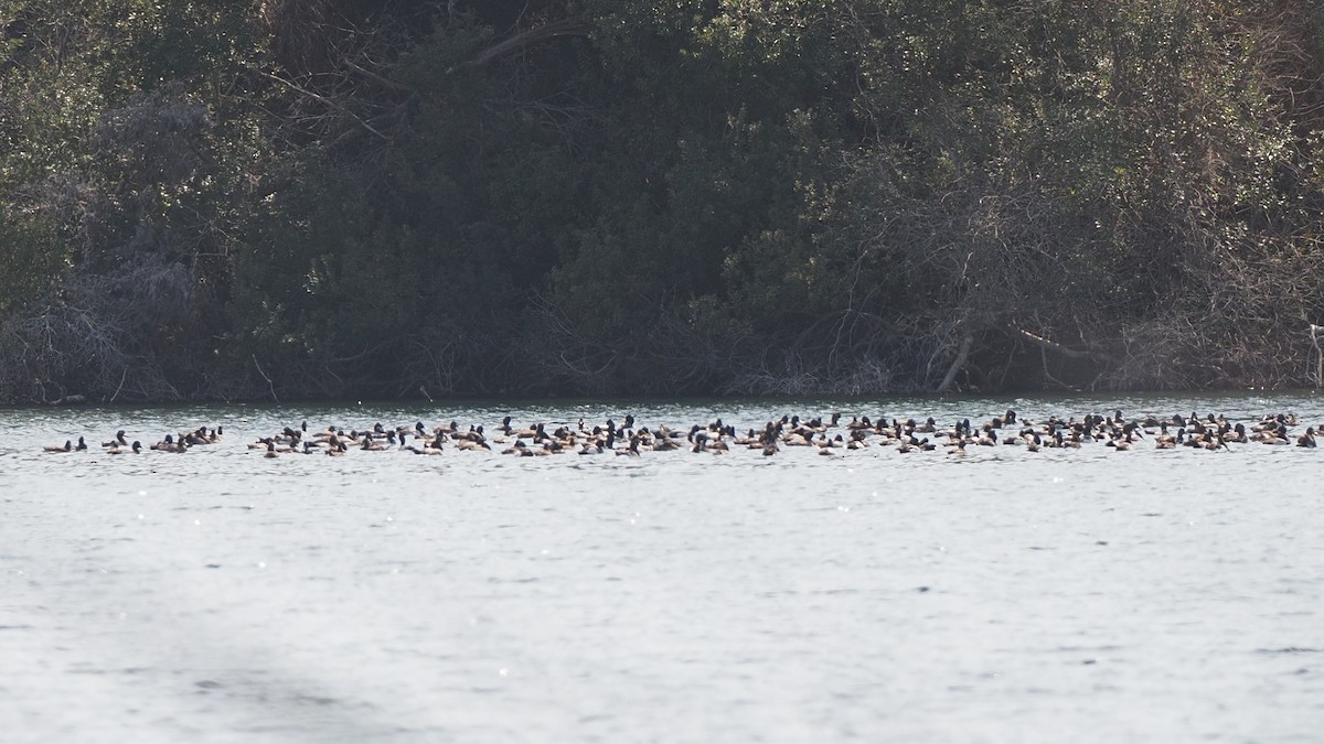 Lesser Scaup - ML538778181