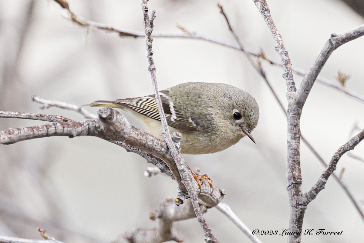 Ruby-crowned Kinglet - Laura Forrest