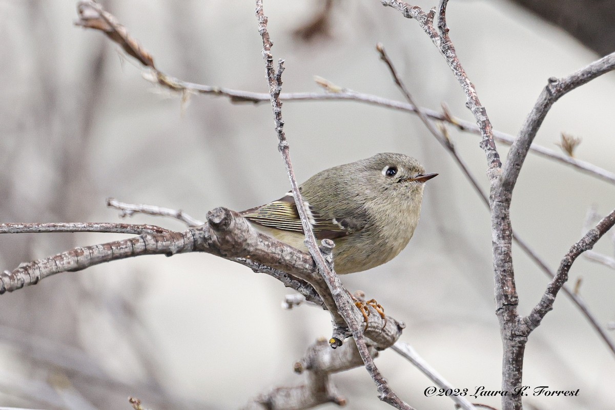 Ruby-crowned Kinglet - Laura Forrest