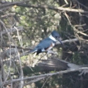 Belted Kingfisher - ML538778961