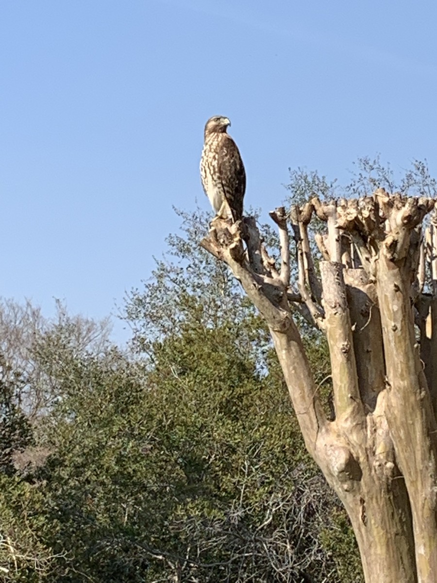 Red-shouldered Hawk - ML538779161