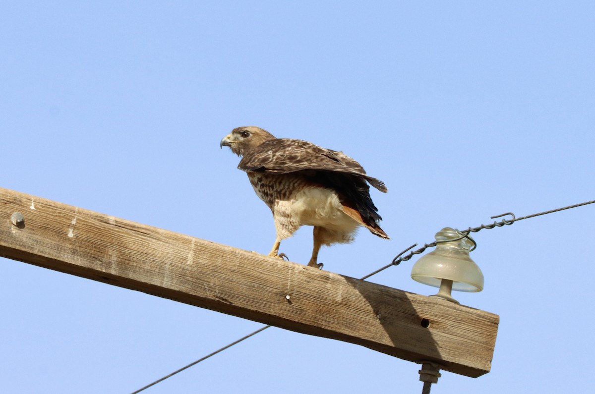 Red-tailed Hawk - ML538779831