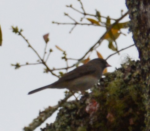 Dark-eyed Junco - Jim Wilson