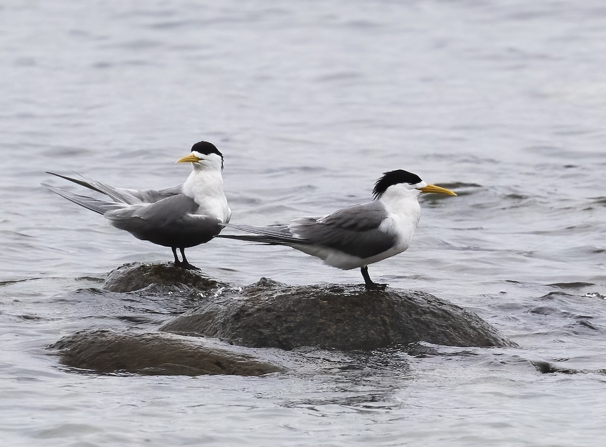 Great Crested Tern - ML538781891