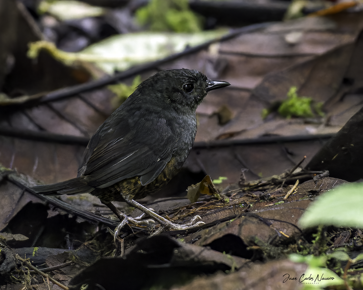 Ecuadorian Tapaculo - Juan Carlos Navarro