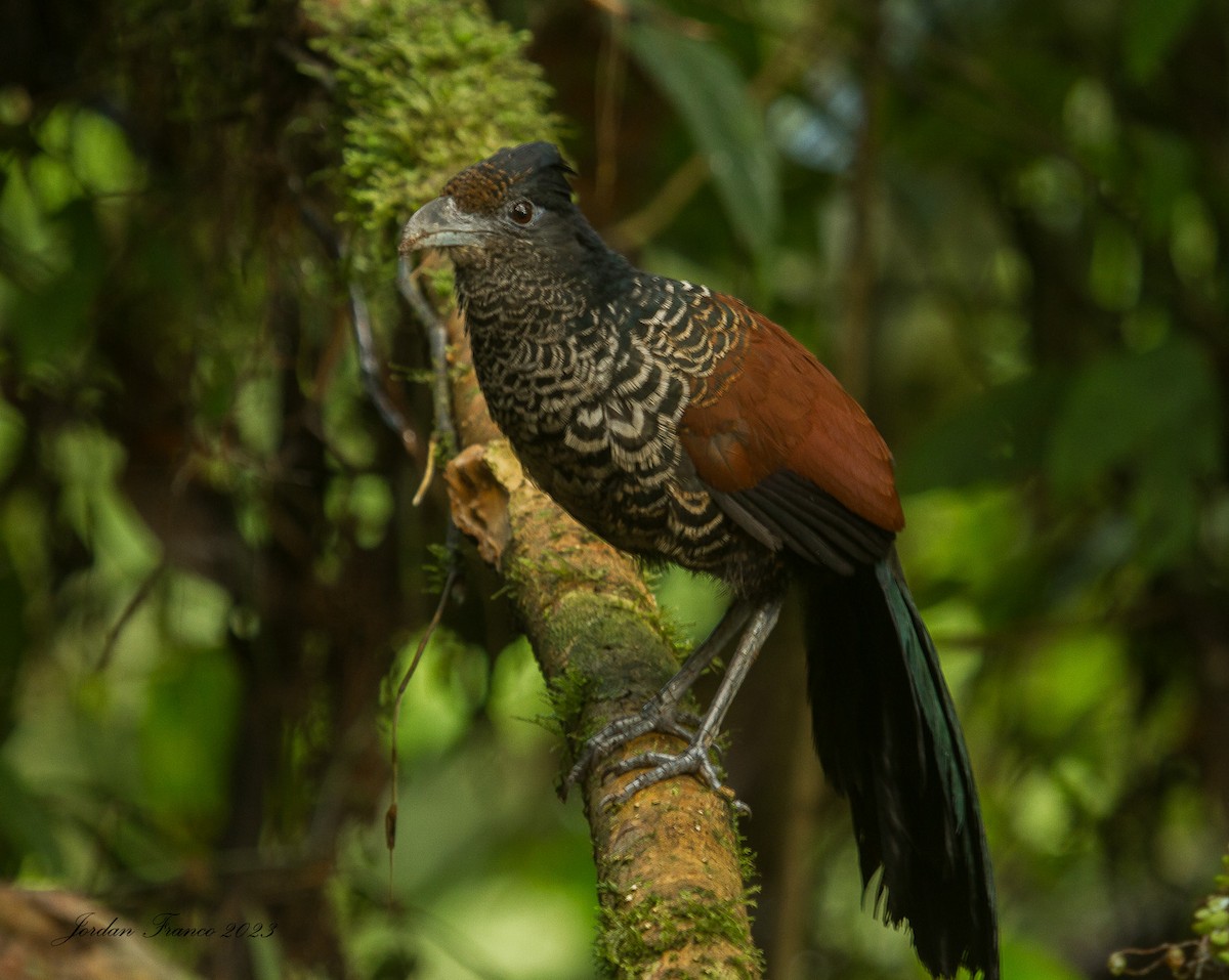 Banded Ground-Cuckoo - Jordan Franco