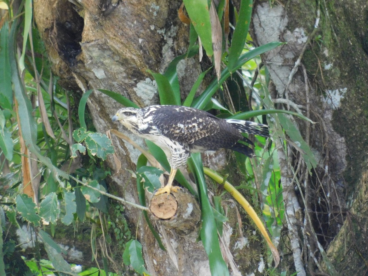 Krabbenbussard - ML538783501