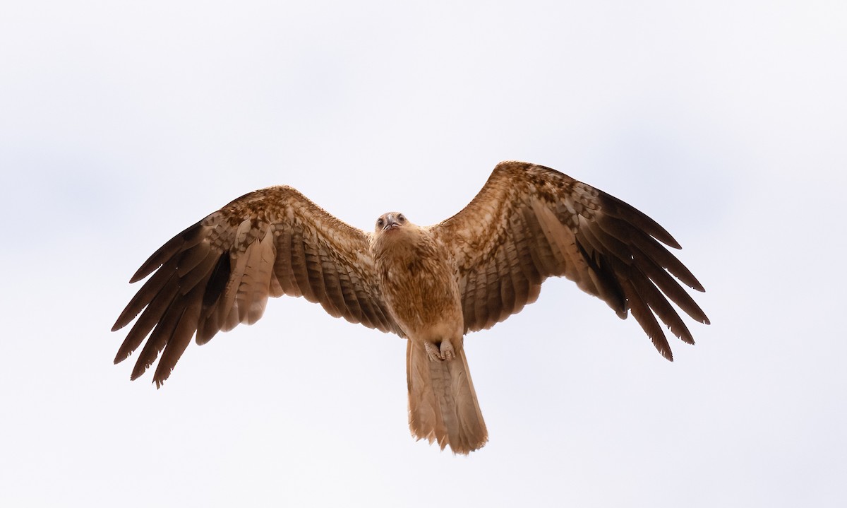 Whistling Kite - ML538785771