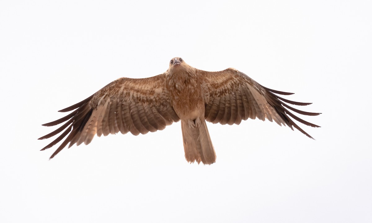 Whistling Kite - ML538785791