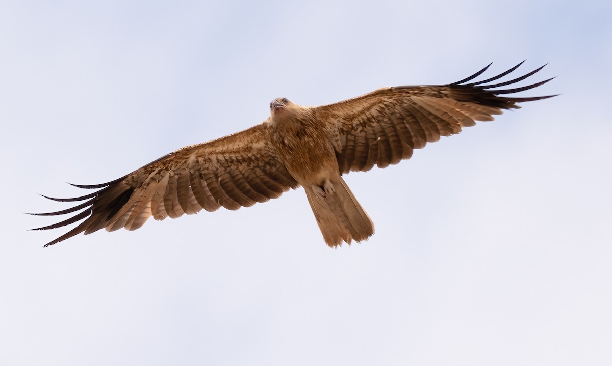 Whistling Kite - ML538785851