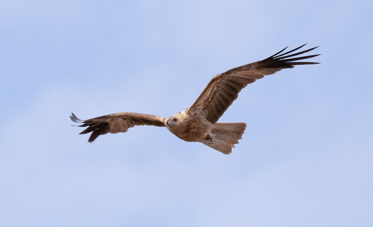 Whistling Kite - ML538785961