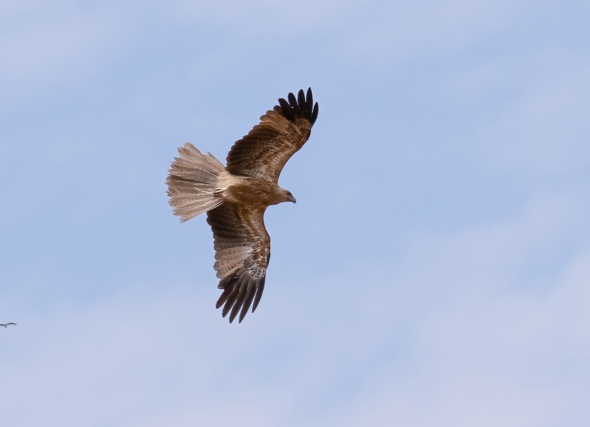 Whistling Kite - ML538786021