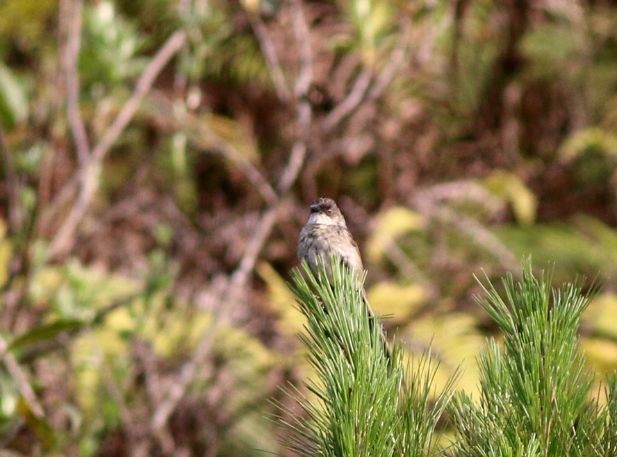 Himalayan Prinia - Rofikul Islam