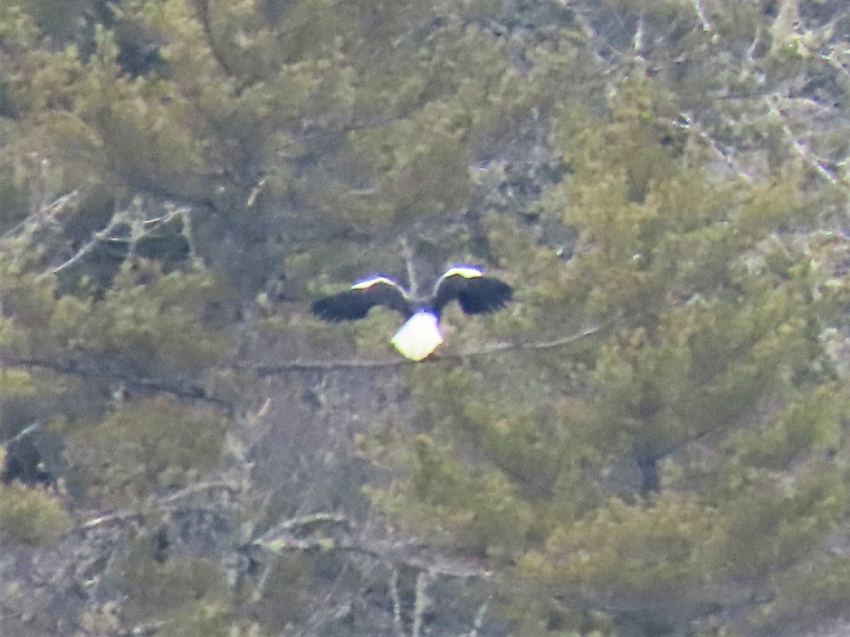 Steller's Sea-Eagle - ML538786561