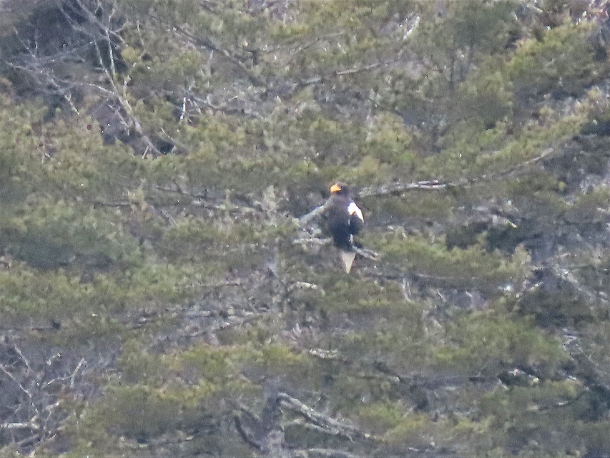kjempehavørn - ML538786571