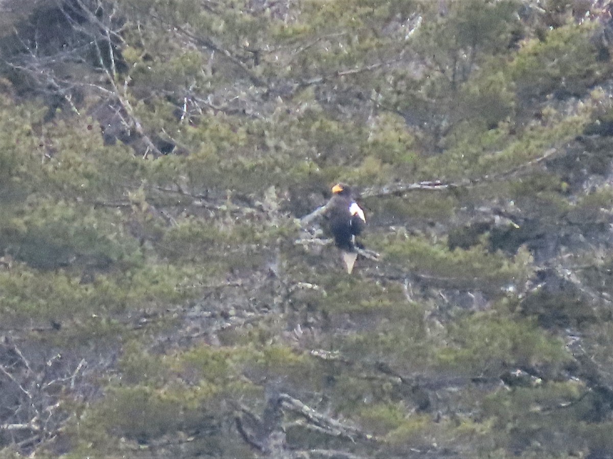 Steller's Sea-Eagle - ML538786571