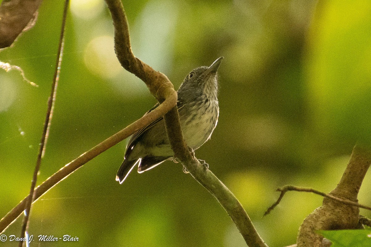 Spot-crowned Antvireo - ML538787571