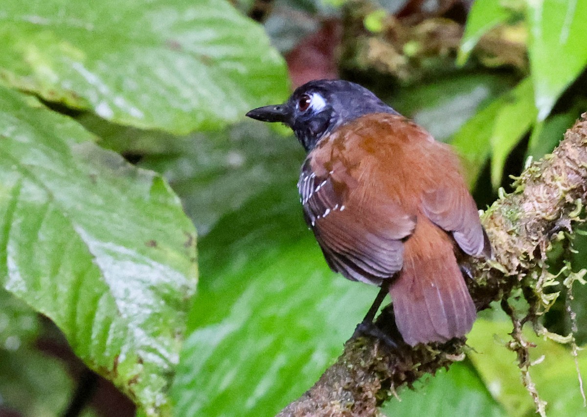 Chestnut-backed Antbird (Short-tailed) - ML538787811