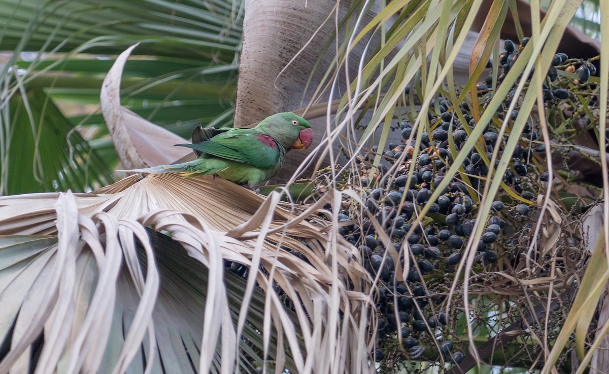 Alexandrine Parakeet - ML538788571