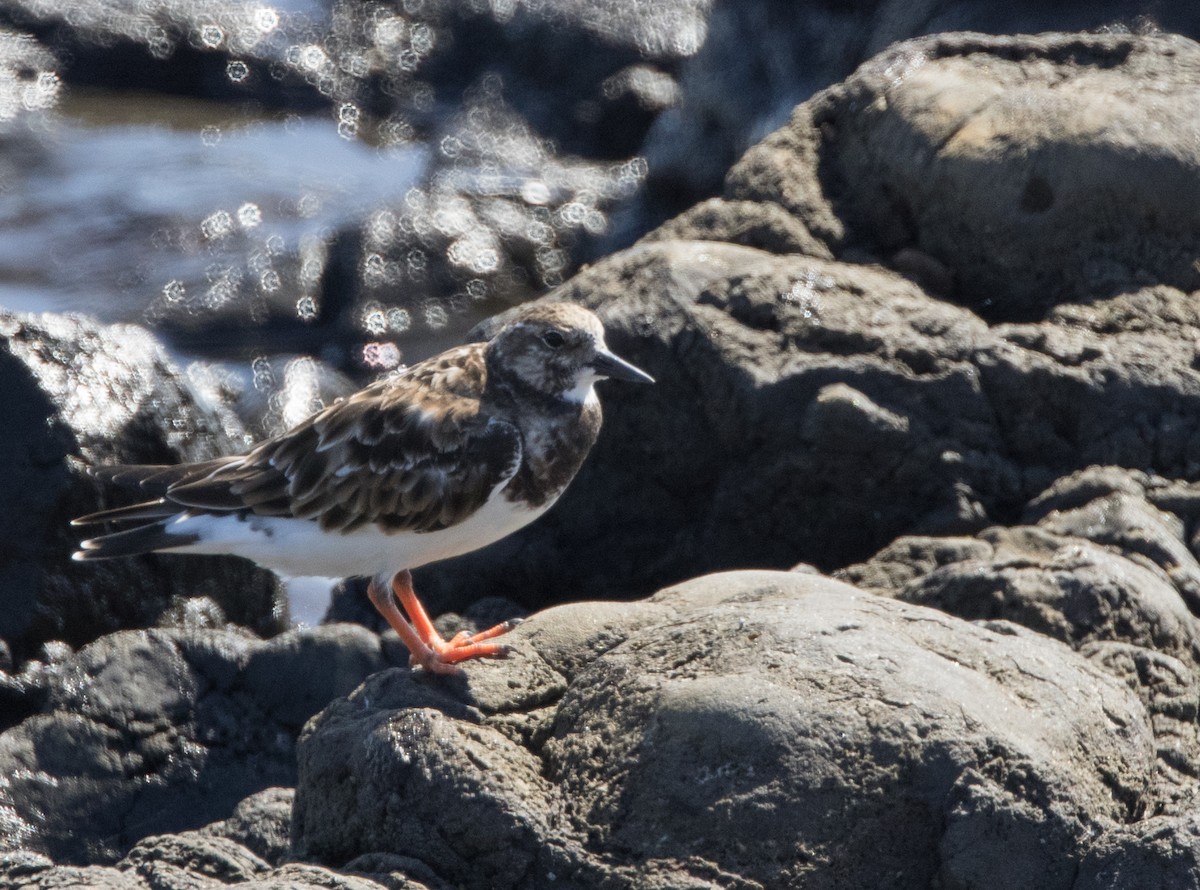 Ruddy Turnstone - ML538788681