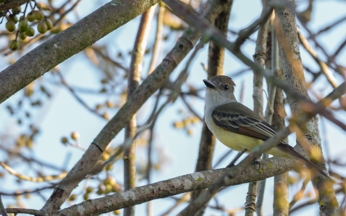 Brown-crested Flycatcher (Cooper's) - Luis Trinchan