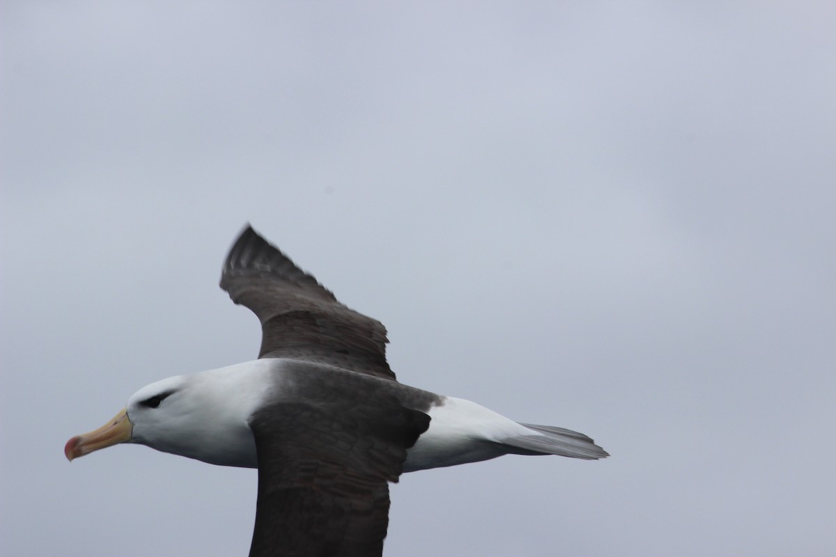 Black-browed Albatross (Black-browed) - David Hancock