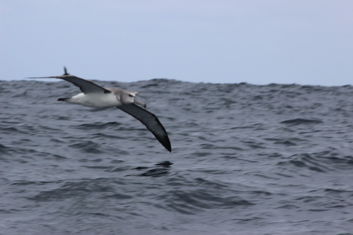 White-capped Albatross - David Hancock