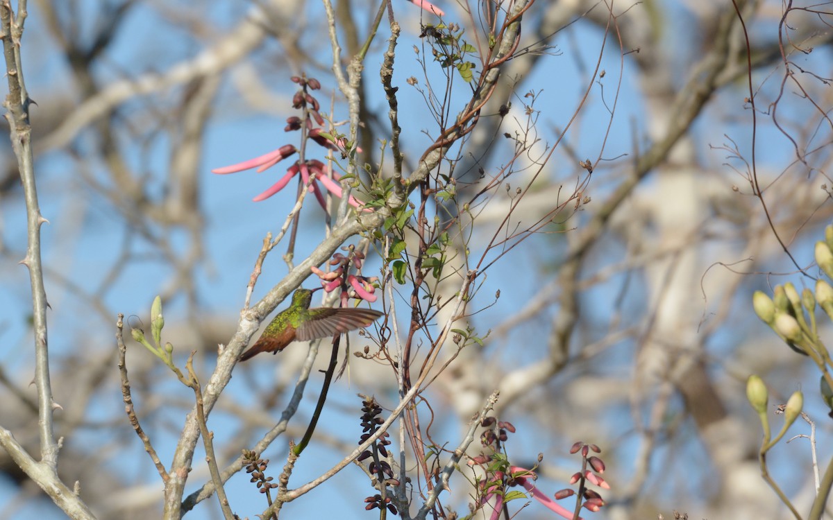 Buff-bellied Hummingbird (Yucatan) - ML538796891