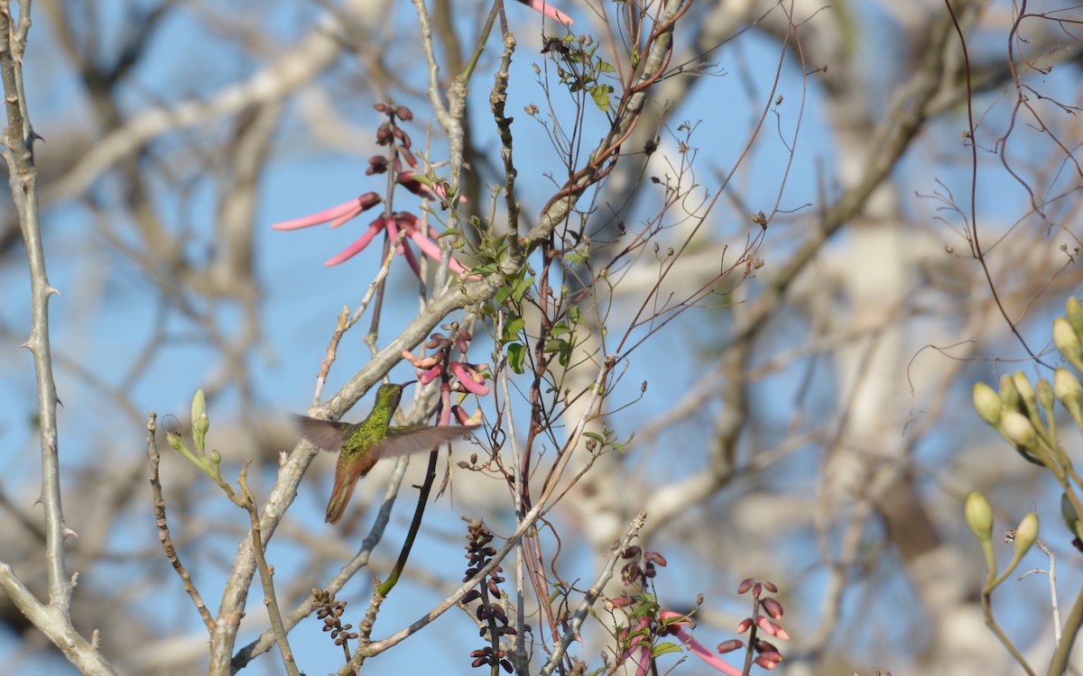 Buff-bellied Hummingbird (Yucatan) - ML538796901