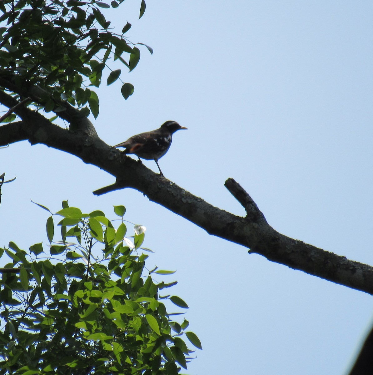 Pied Thrush - ML53879701