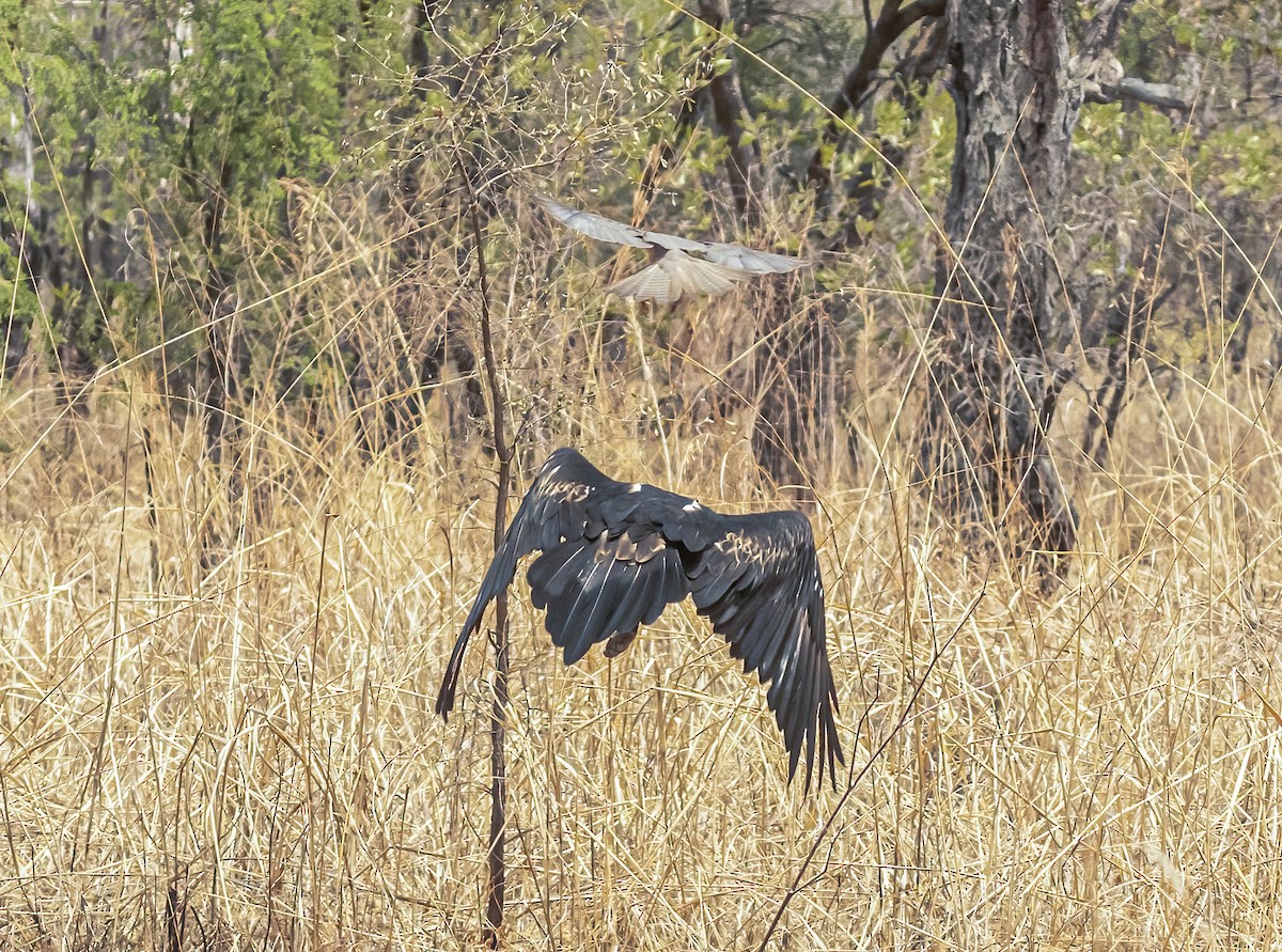 Wedge-tailed Eagle - ML538797191