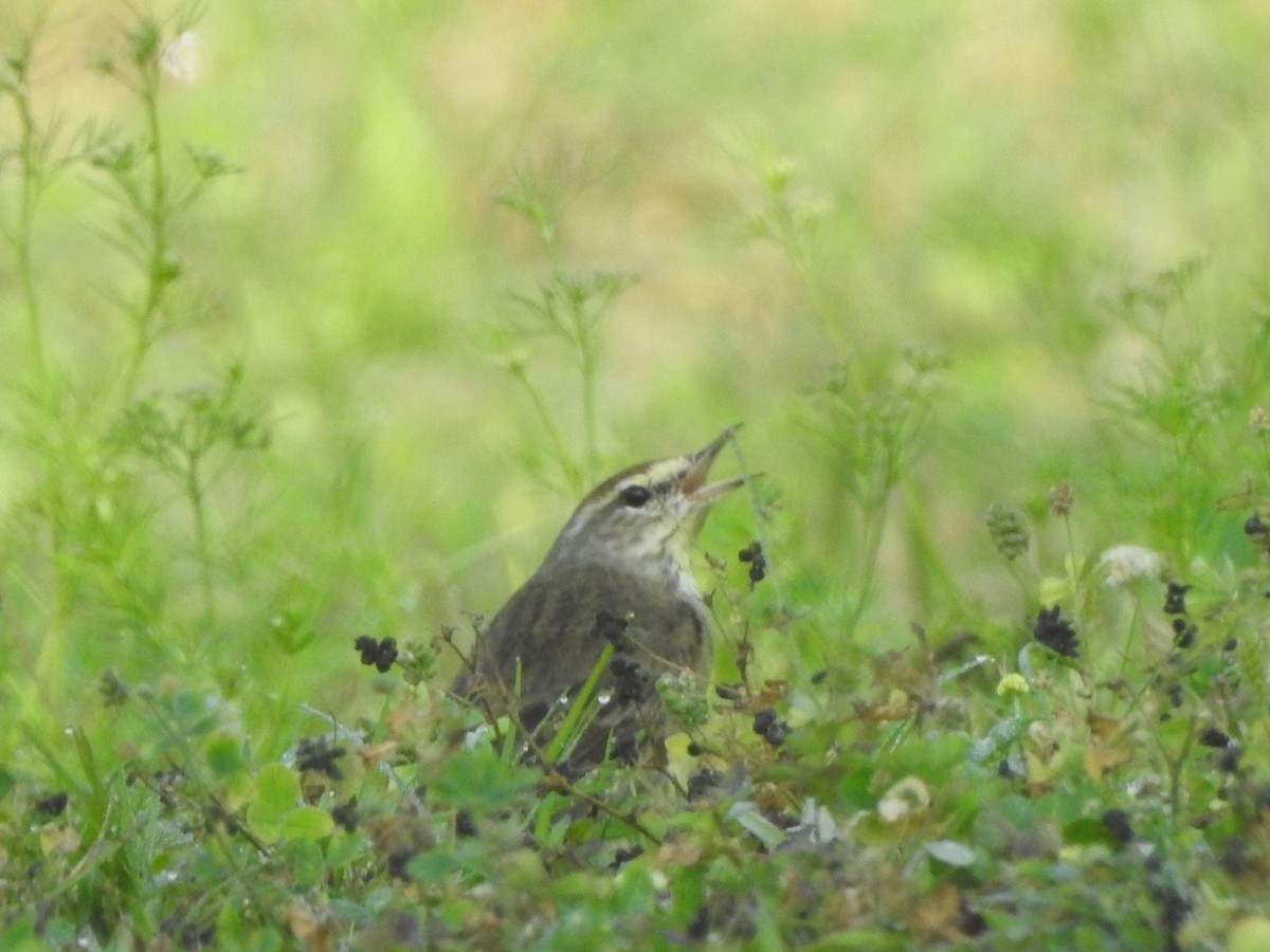 Palm Warbler - Bill Hooker