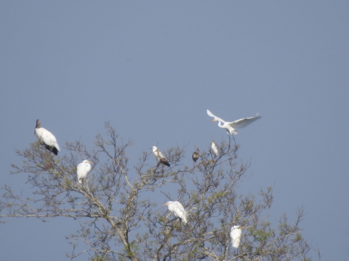 Wood Stork - Bill Hooker