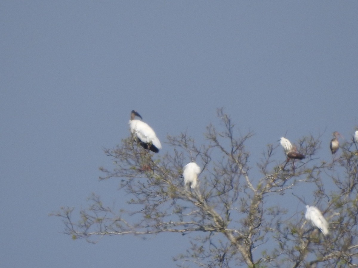 Wood Stork - Bill Hooker