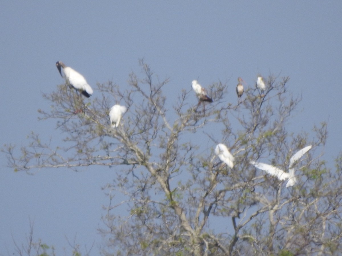 Wood Stork - Bill Hooker