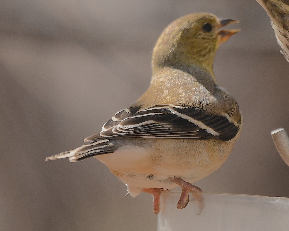 American Goldfinch - ML538798491