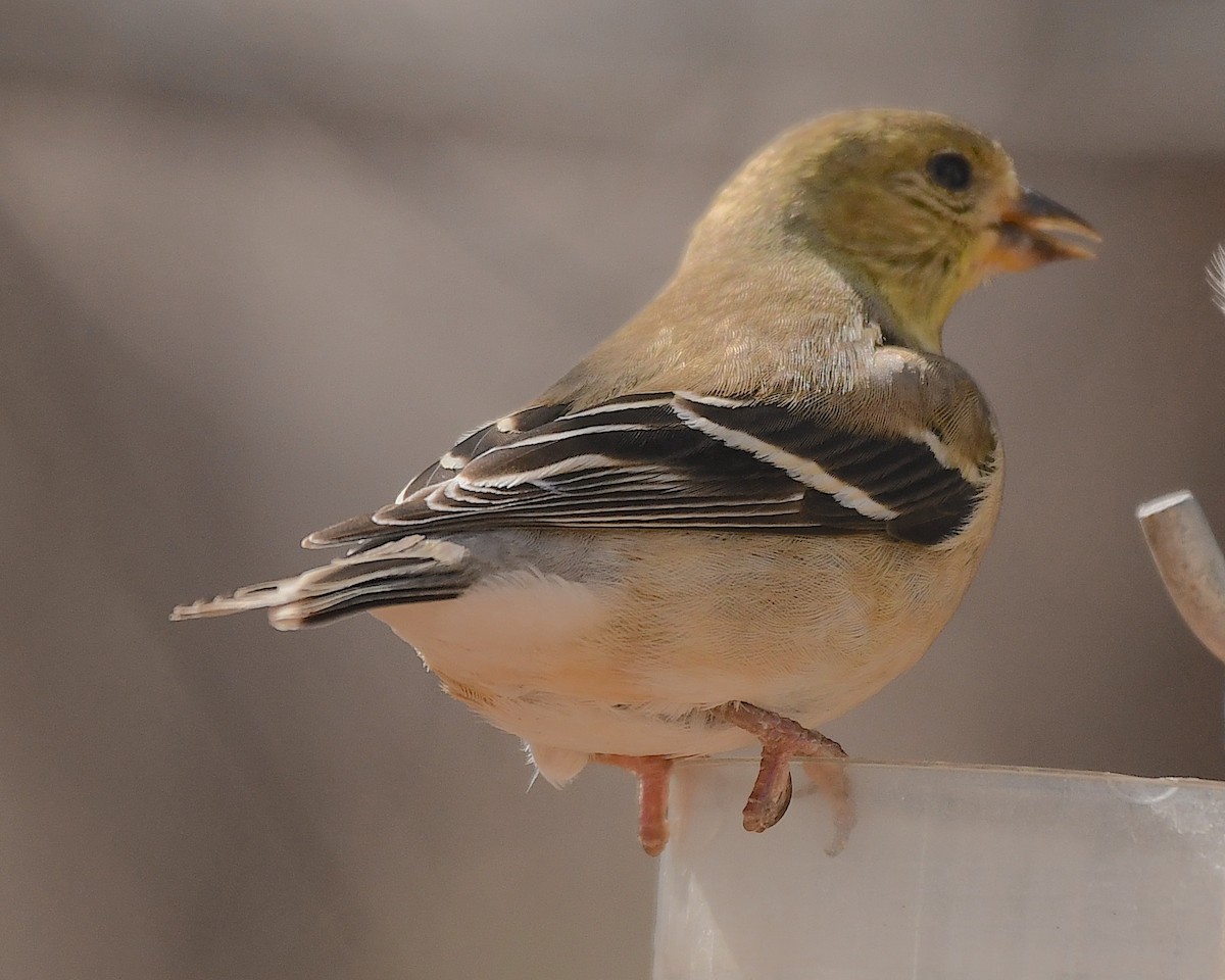 American Goldfinch - ML538798761