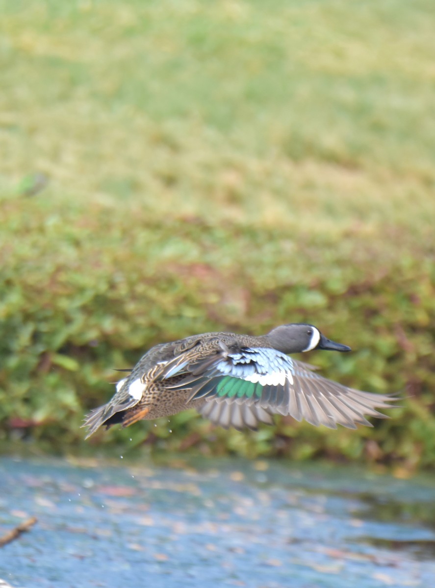 Blue-winged Teal - ML538799121