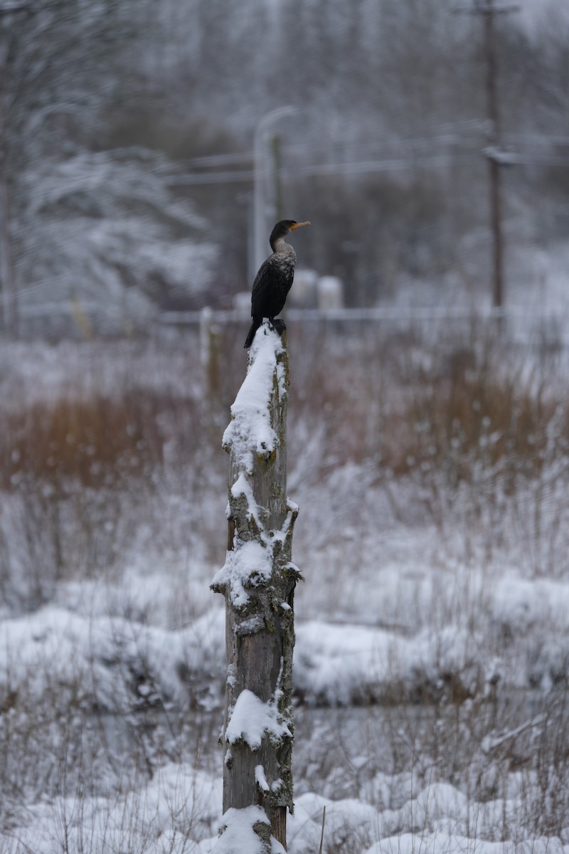 Double-crested Cormorant - ML538799651