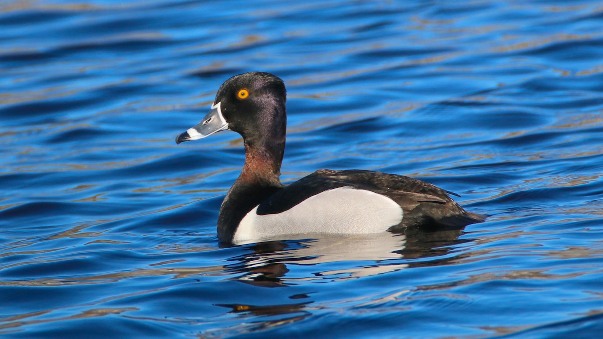 Ring-necked Duck - Jack McDonald